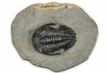 Hollardops Trilobite Fossil - Orange Eye Facets #359505-3